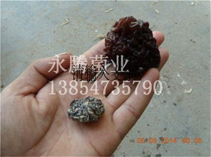 木耳、白木耳與食用菌菌種 從生產到貿易——以魚臺縣永騰榆耳銷售部為例