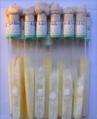 食用菌菌種市場供應(yīng)與價(jià)格指南 批發(fā)、進(jìn)出口一站式解析