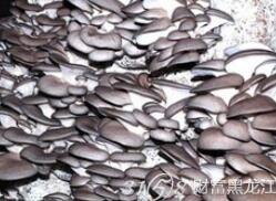 中盛永基 食用菌菌種進(jìn)出口與加盟商發(fā)展分析