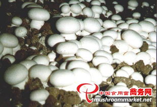 山東食用菌菌種進(jìn)出口 產(chǎn)業(yè)優(yōu)勢、政策機(jī)遇與市場前景