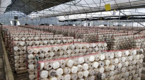 水城奇跡 一座菌種場(chǎng)與億元級(jí)的食用菌產(chǎn)業(yè)崛起