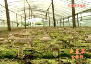 2015年河北進(jìn)出口食品平穩(wěn)增長(zhǎng)，食用菌菌種貿(mào)易表現(xiàn)亮眼