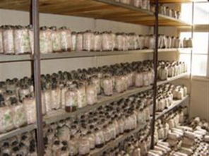 慶元縣食用菌科研中心 香菇菌種“慶元9015”與“花菇939”產(chǎn)品報(bào)價(jià)及進(jìn)出口業(yè)務(wù)解析