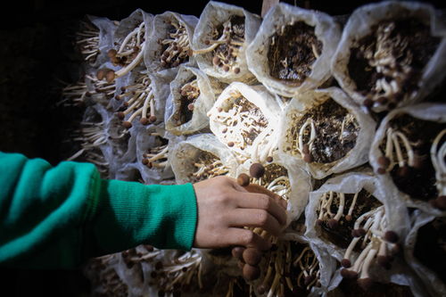 家門口的扶貧產業復工忙，食用菌菌種進出口激活鄉村經濟新動能